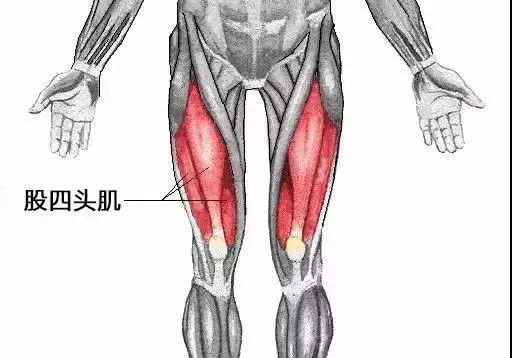 开yun体育app入口登录 你的膝关节有个“保护伞”，这样锻炼最有效！