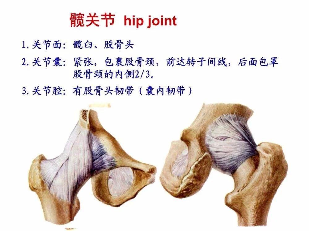 开yun体育app官方下载入口 练好髋，下半身无忧