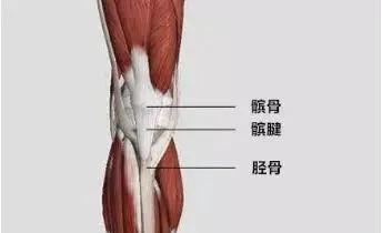 开yunapp体育官网入口下载手机版 你真的了解髌腱炎吗？