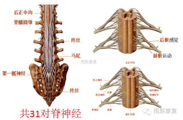 髋关节训练椅的用途_髋关节训练器的适应症_髋关节训练椅