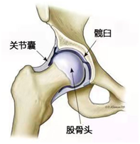 开yun体育app入口登录 健康科普  |  你是不是还在为这个部位的康复发愁？小编告诉你髋关节置换术后如何康复~