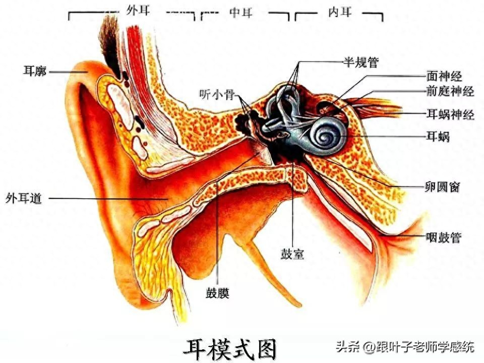 开yun体育app官方下载入口 感统训练有“神器”！这四种平价常见感统训练好物，最适合在家用