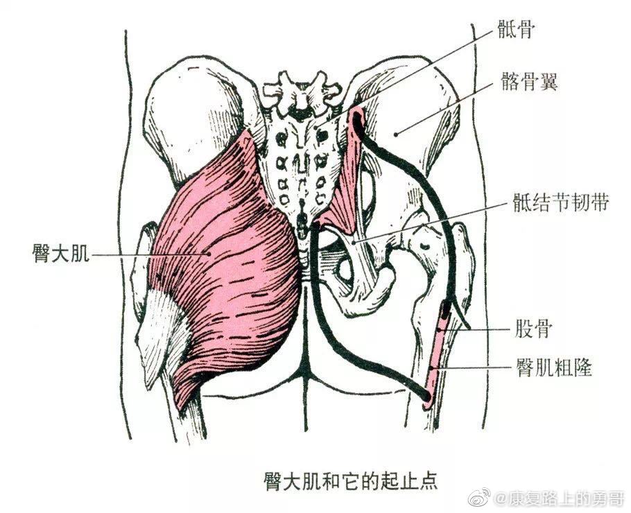 股四头肌训练椅使用方法_股四头肌训练椅安装步骤_股四头肌训练椅