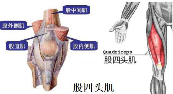 女神漫画免费登录入口页面弹窗 如何锻炼股四头肌