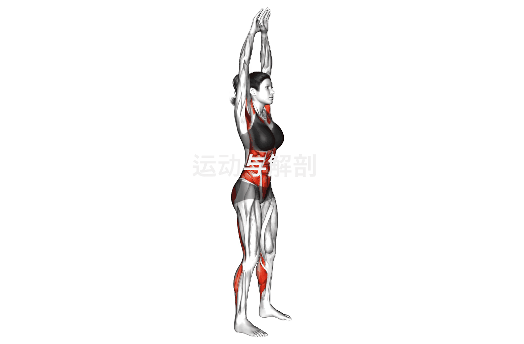 髋关节训练椅_椅子踮脚臀桥训练_椅子弓步动态拉伸训练