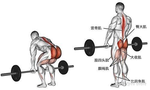 健身用缠手带还是手套_健身解剖词汇_健身入门词汇
